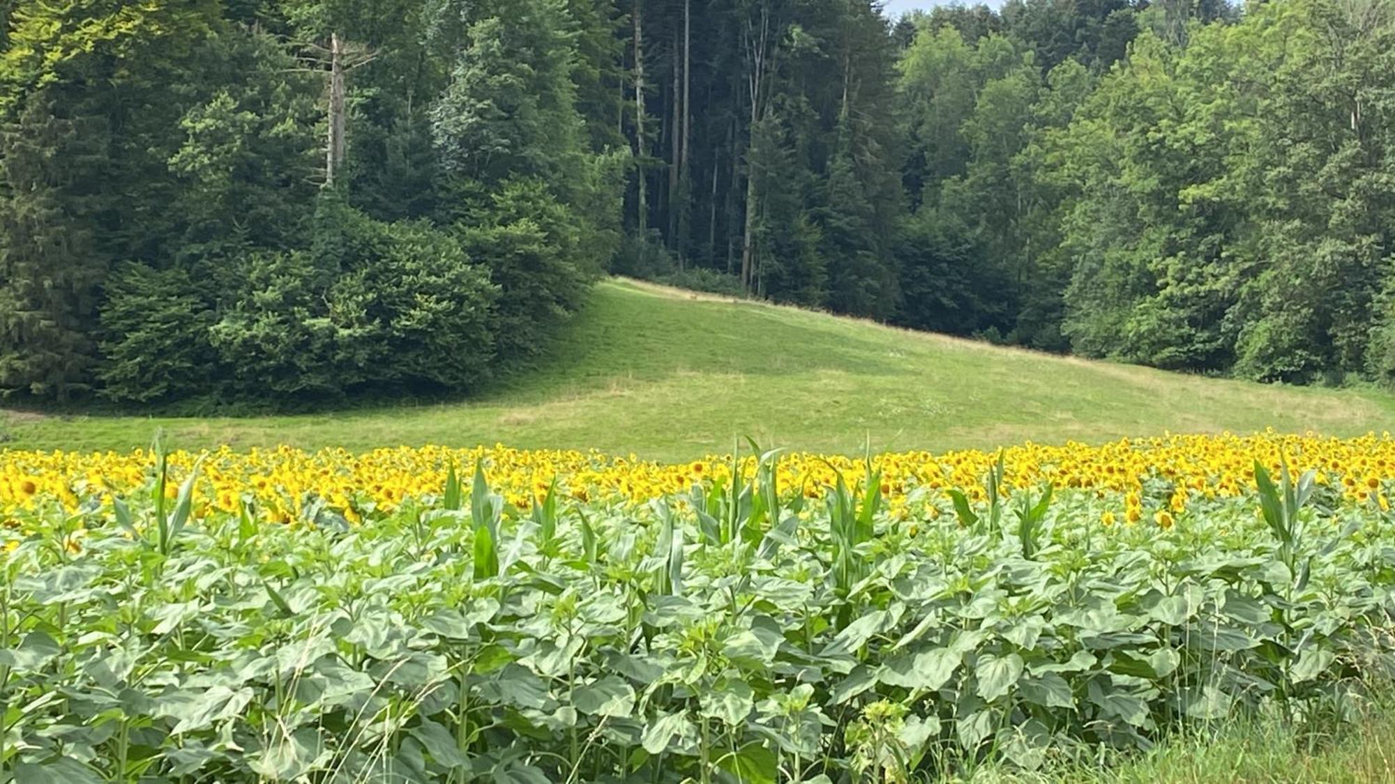 Roche Maison Verte المظهر الخارجي الصورة
